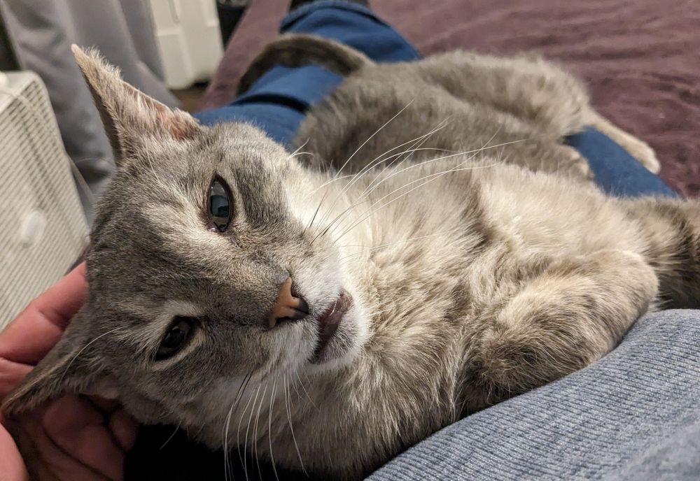 A gray and silver tabby cat lays across a person's lap and looks at the camera, while blissed out on pets after a year of rough outdoor living