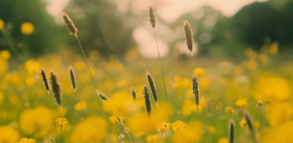 Close shot of weeds and yellow flowers of rutshire  #rivals #taggieohara #taggierupert
