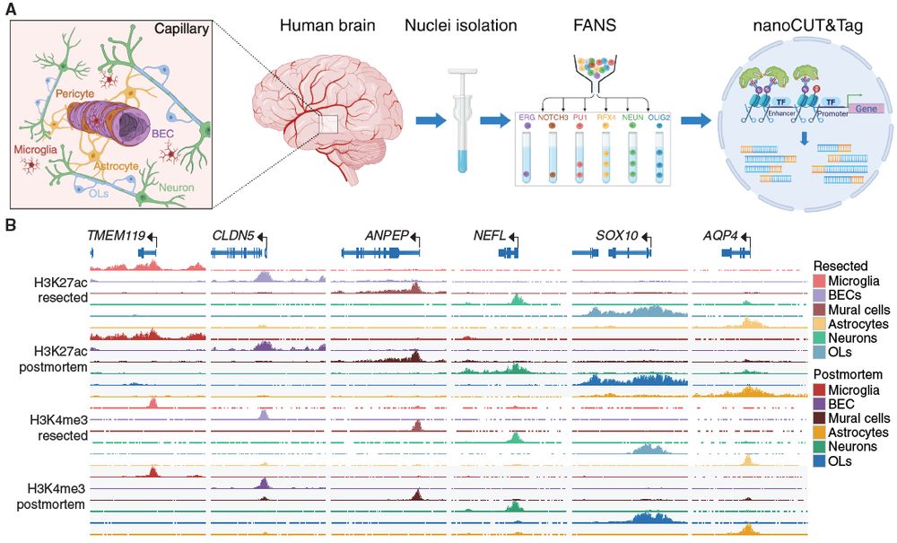 Figure 1 showing the strategy to isolate nuclei from the brain including blood vessels and the epigenetic profiles of 6 major brain cell types.