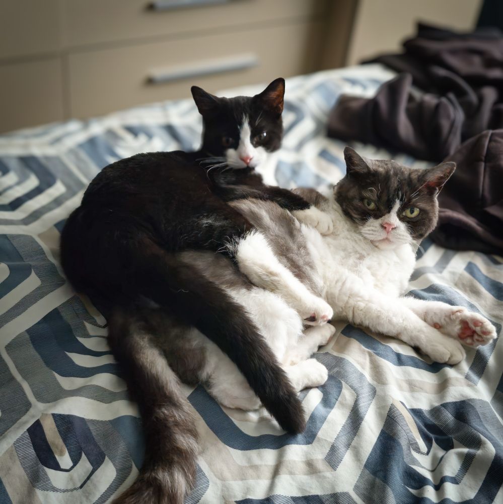 Arty and Oscar 'cuddling'