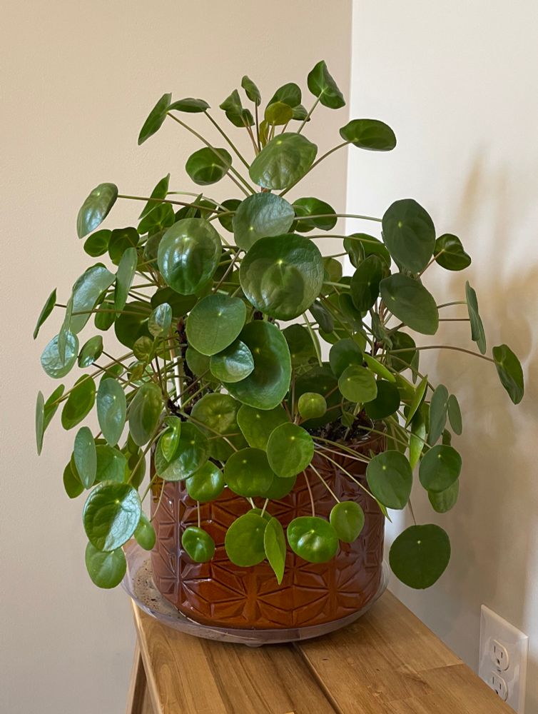 A photo of a large pilea plant in brown glazed pot.