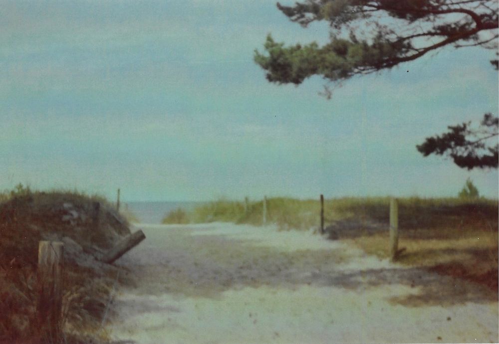 Ein Strandaufgang auf der Ostseeinsel Usedom. Ein breiter Pfad aus Sand zwischen den mit Dünengras bewachsenen Dünen. Ein Nadelbaum ragt vorn über den Weg.