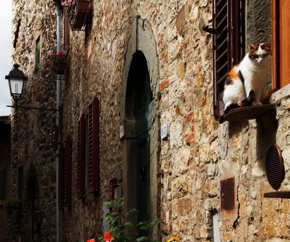 Cat on a windowsill in the medieval village of Montefioralle, Tuscany.