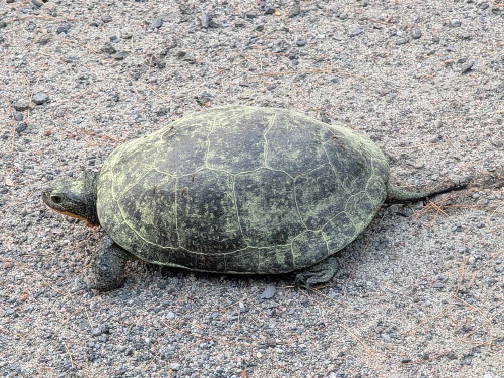 Cute wee Blanding's turtle safely in the ditch and out of harm's way.