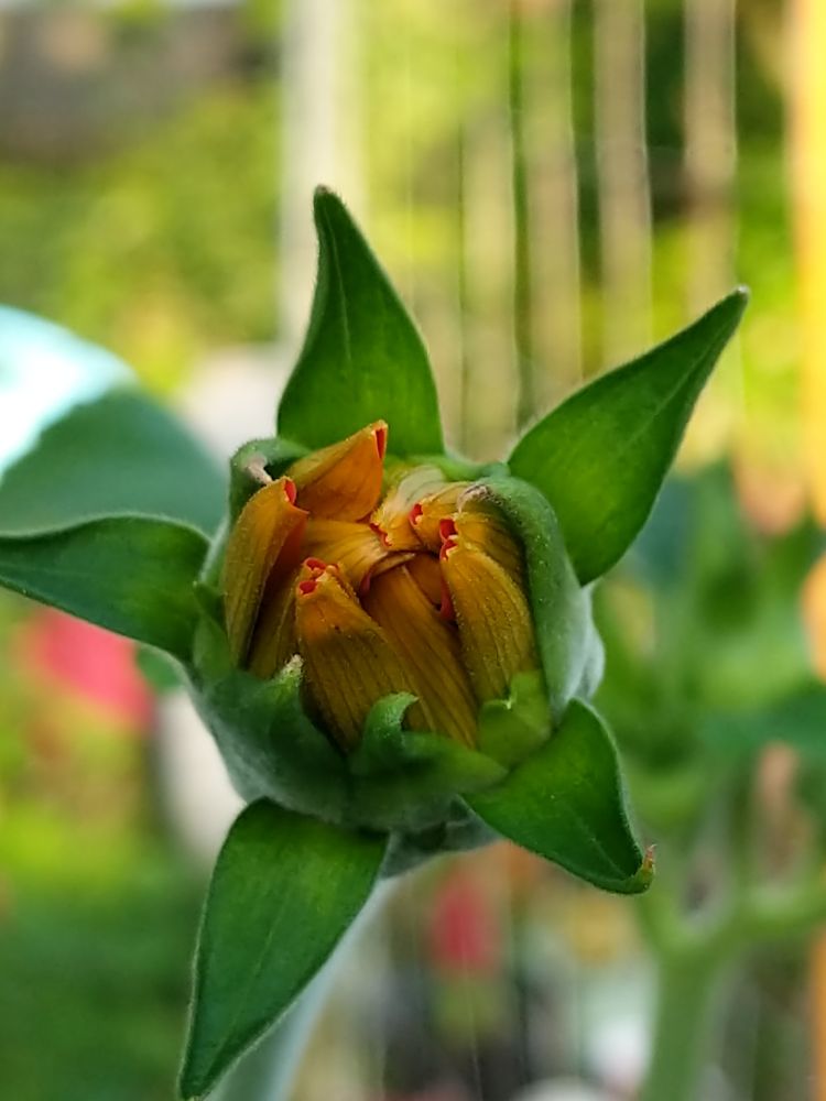 Mexican Sunflower ready to bloom