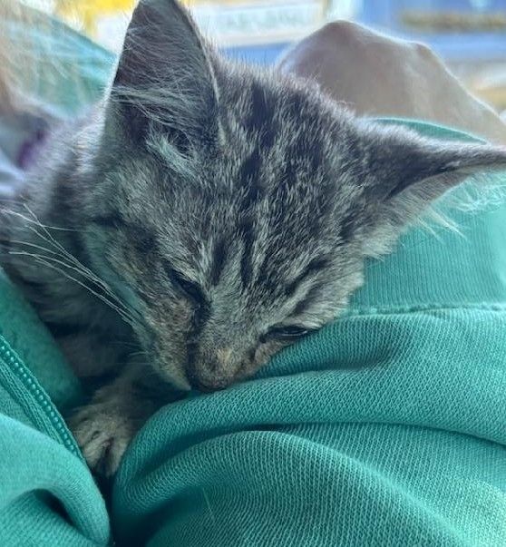 Gray kitten sleeping.