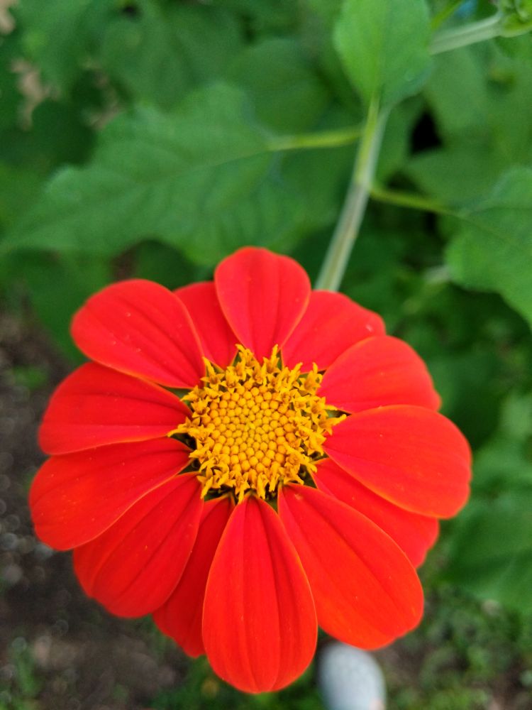 Mexican sunflower