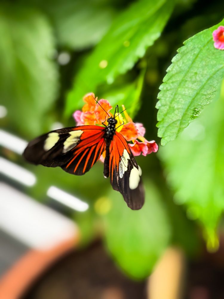 Red butterfly on a leaf (might be a red admiral but not positive)