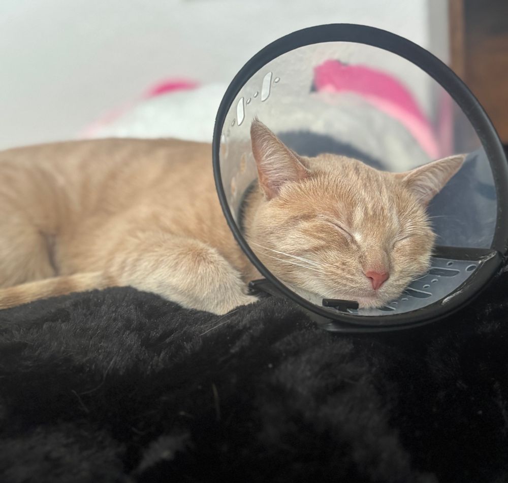 Marci the desaturated orange in a rare moment of sleep after getting spayed, wearing a cone 