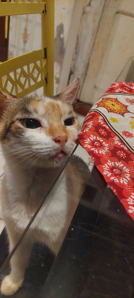 gatinha nina em sua cadeira amarela acompanha o jantar à mesa.