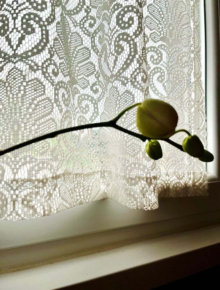 A closed whiteish green orchid bud on a green stem. There are smaller green buds attached behind it. The flower is in front of a white lace curtain, framed on the bottom by a beige windowsill.