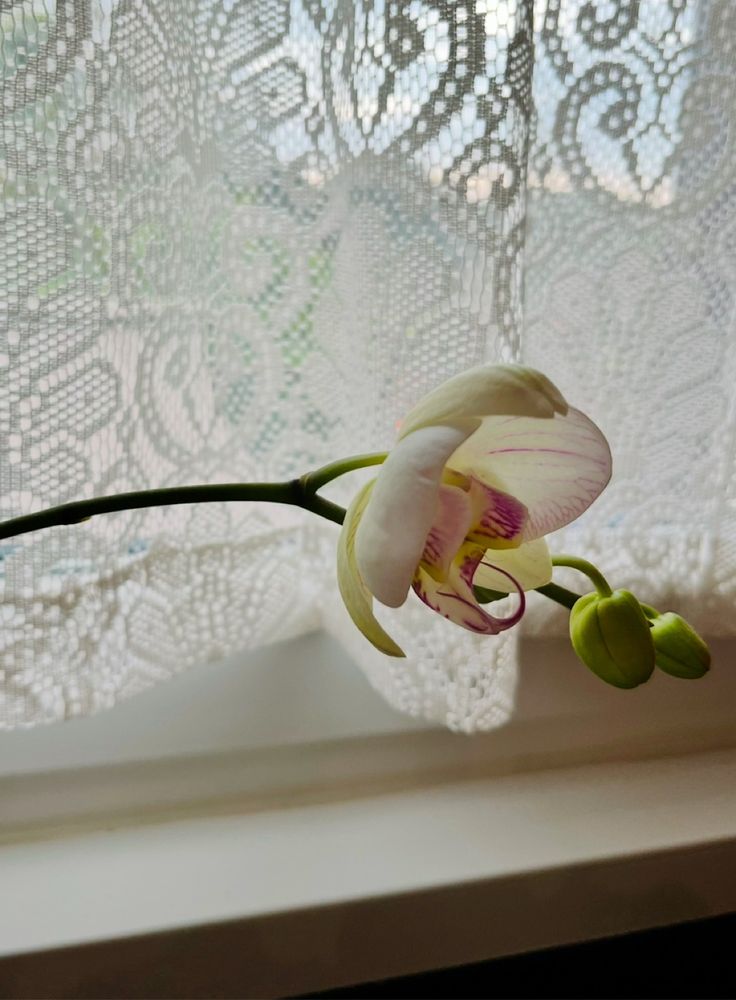 The same flower from the other photo, but the bud is about 60% open, revealing light pink and fuschia coloring on the inside of the white petals.