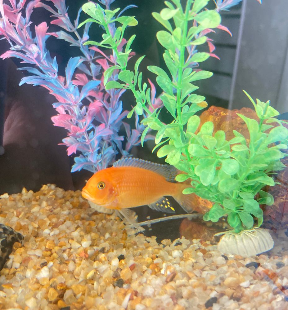 Peixe laranja em aquário 