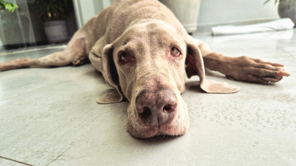Cachorro grande de pelagem cinza clara está deitado no chão, com o focinho em destaque na frente da imagem e os olhos semicerrados, transmitindo calma e cansaço.


