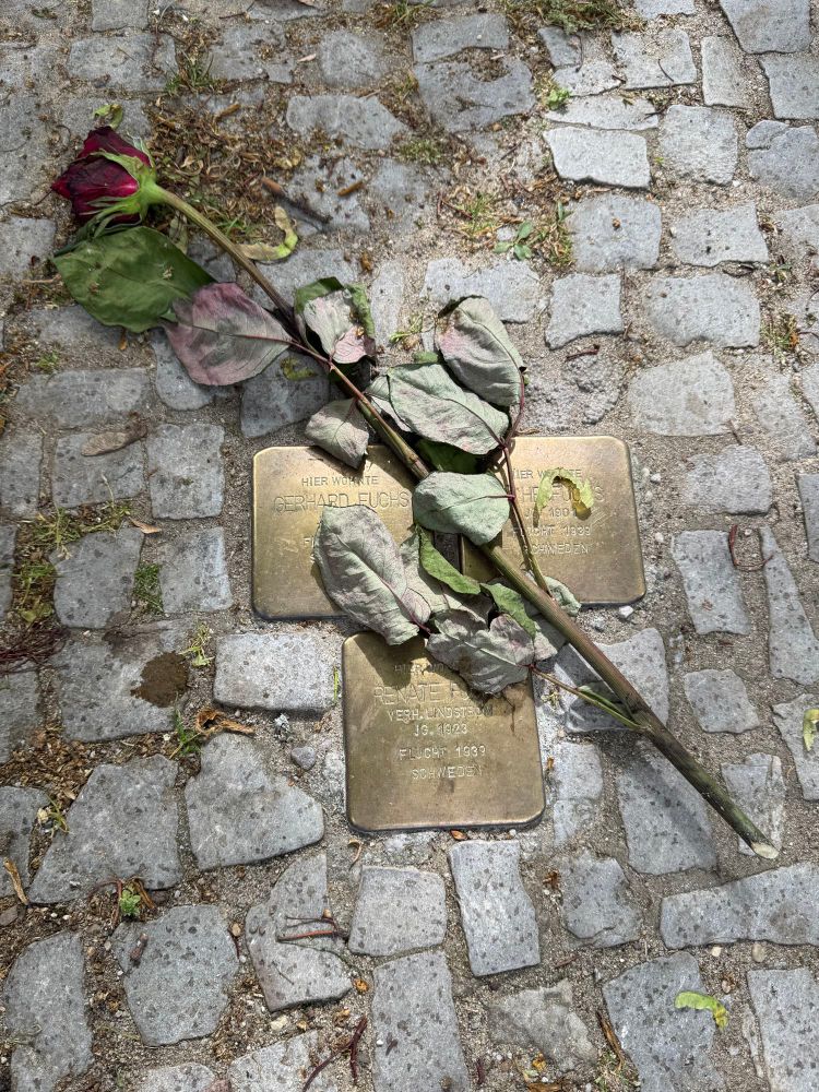 Eine rote Rose liegt auf drei Stolpersteinen, die zwischen Pflastersteinen im Gehweg eingelassen sind.