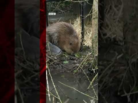 Beavers return to Shropshire after 400 years | BBC Birmingham