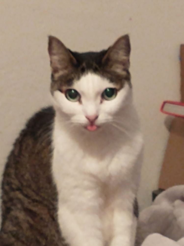 A small white and tabby cat with huge owl eyes and a little pink nose gazes at the camera with her little pink tongue sticking out of her mouth. She is adorable and looks baby, even though she is a 19 year old cat!