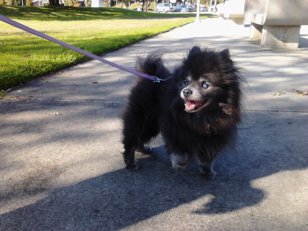 A wee fluffy black dog with a grey muzzle and feet stands on a sidewalk. He has his mouth open in 