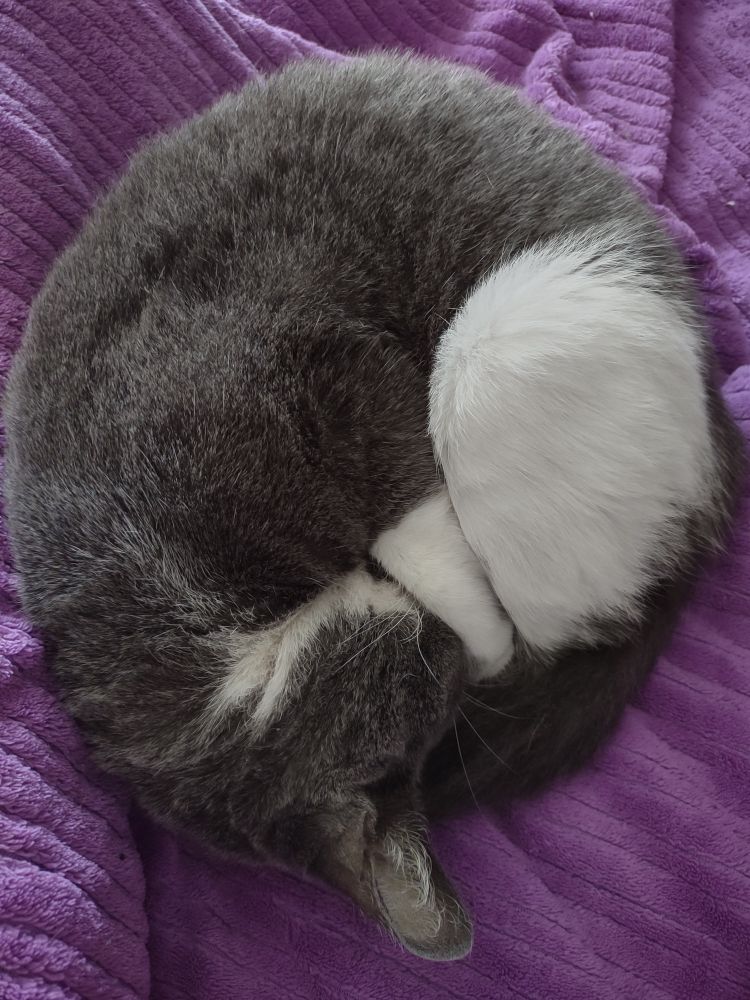 Small grey and white short haired cat curled up asleep into a tight cozy ball of fur on a purple blanket. It is perfect contentment.