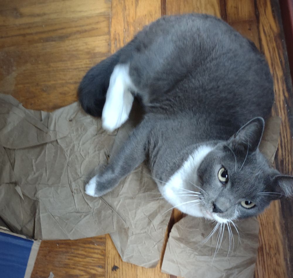 A small grey & white short haired cat looks up from a wrinkled bit of brown paper she is playing with/lieing on. To the side is the edge of a blue and brown box (which she had been playing in. Happy little cat!
