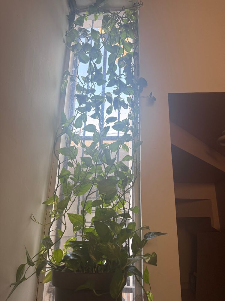 Window long.. covered in pothos vines