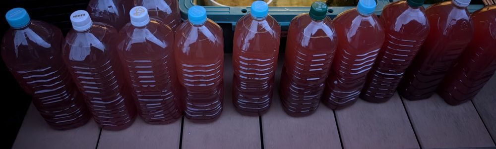 ペットボトルで増やしているPSB（光合成細菌）
12本ほど並べている