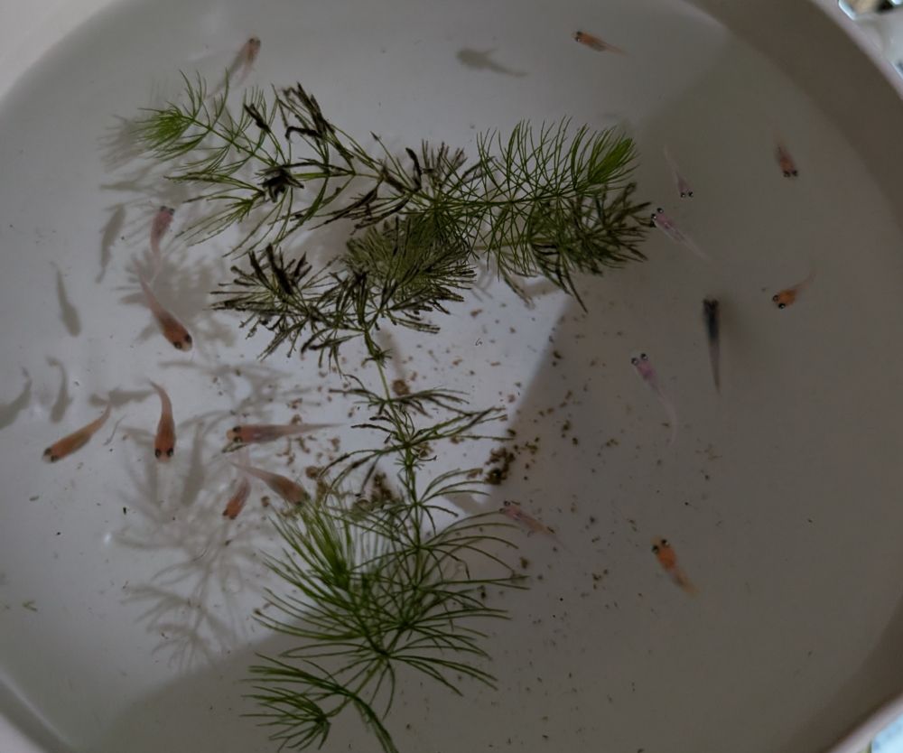 メダカ　品種は王華