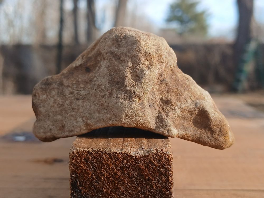 Skull fossil facing right