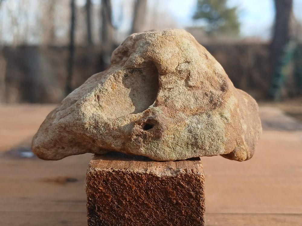 Fosdil skull facing left