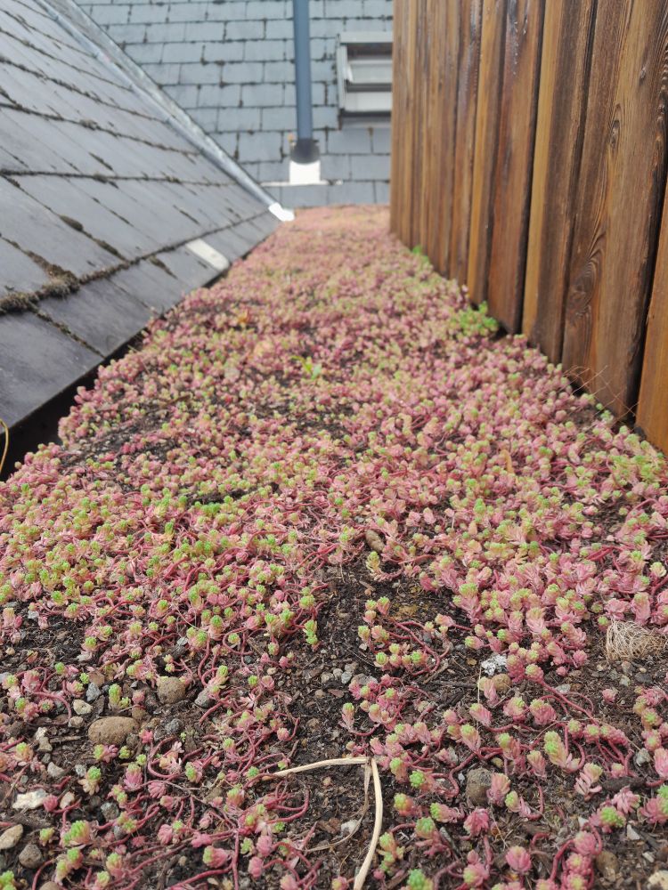 A green roof growing in coconut matting.