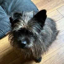 A small black dog with blond highlights sitting on a wooden floor