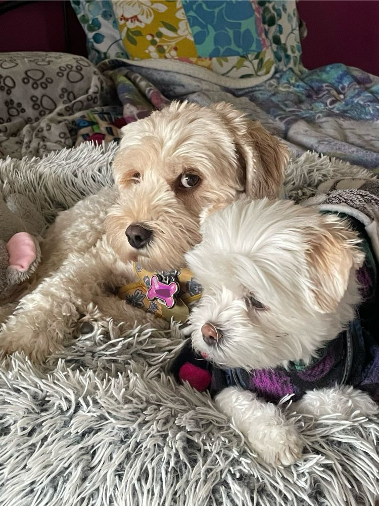 Tan coloured dog lays next to a small white dog on a gray furry dog bed, giving side eye to her person. 
