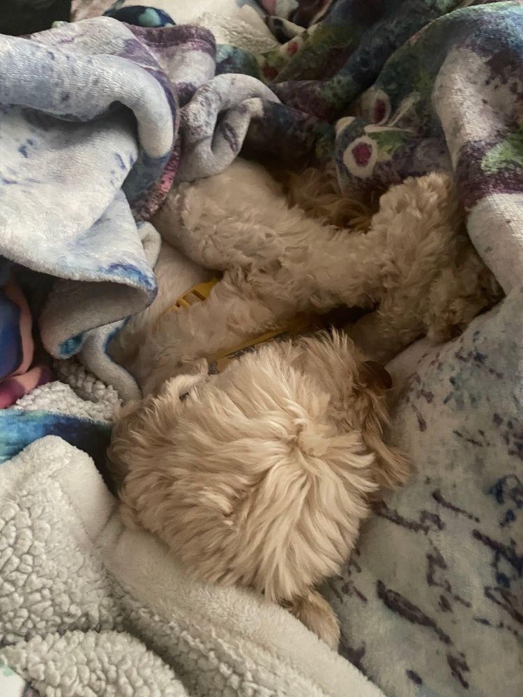 A tan coloured dog is curled up sleeping soundly in a nest of fluffy blankets on a bed.