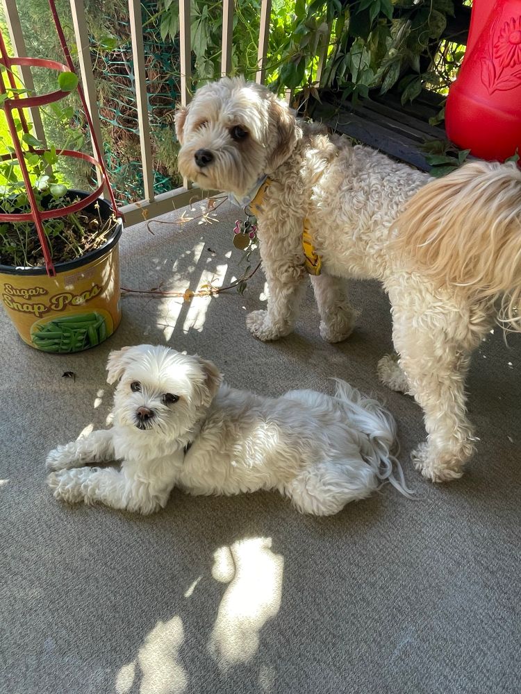 A small white dog is laying down on a deck, next to a potted plant, while a bigger tan coloured dog stands behind her. 