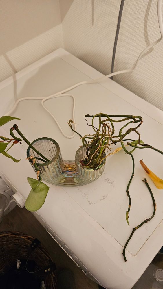 U shaped small vase, from which I pulled the plants cuttings I made a long while ago. The roots are all tangled up in a messy knot.