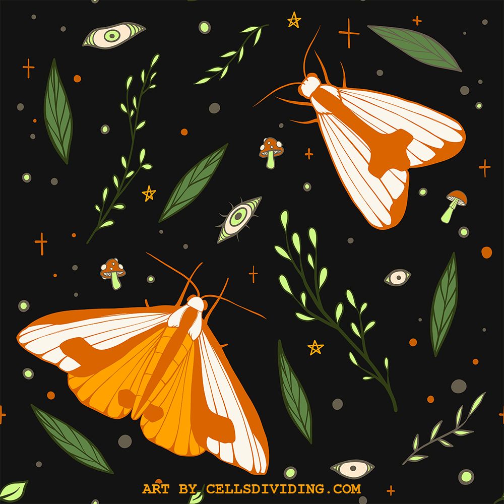 drawing of moths