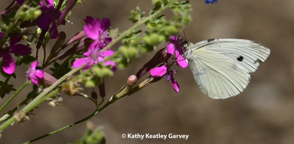 Cabbage white butterfly 