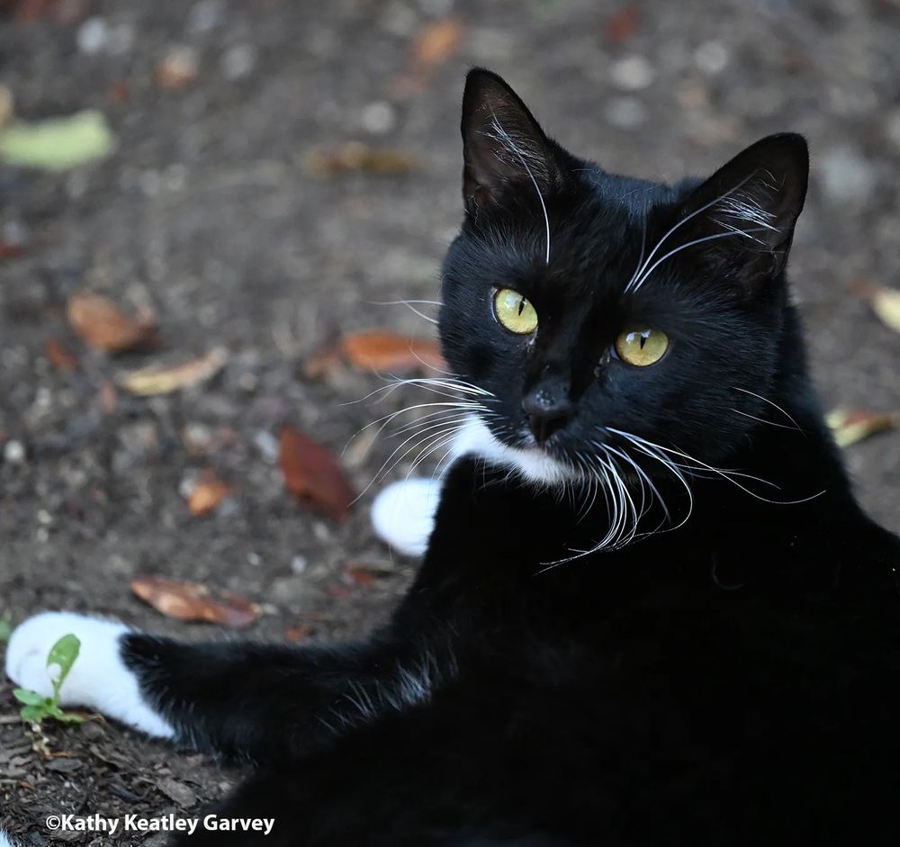 Tuxedo cat