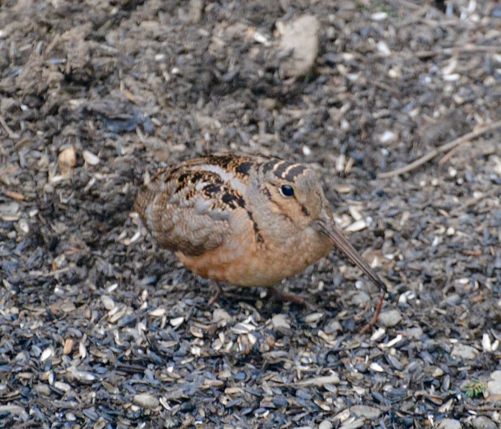 Woodcock with an earthworm 
