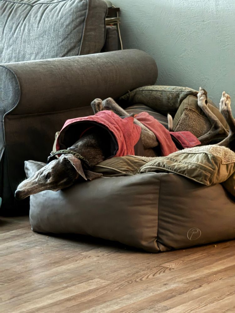 A dark grey Spanish greyhound in a pink coat lying on his back on a dog bed next to a grey sofa, with his legs in the air and his head hanging backwards over the edge of the dog bed