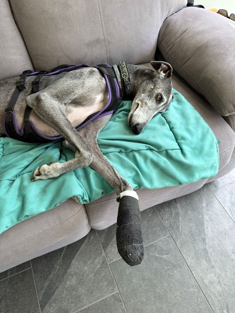 A Spanish greyhound with a broken toe lying on a sofa with his foot bandaged up a feeling a bit sorry for himself