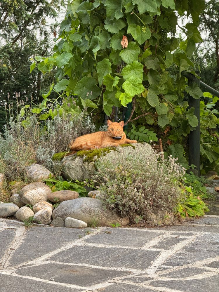 The same orange cat lying casually on a warm rock in the rockery