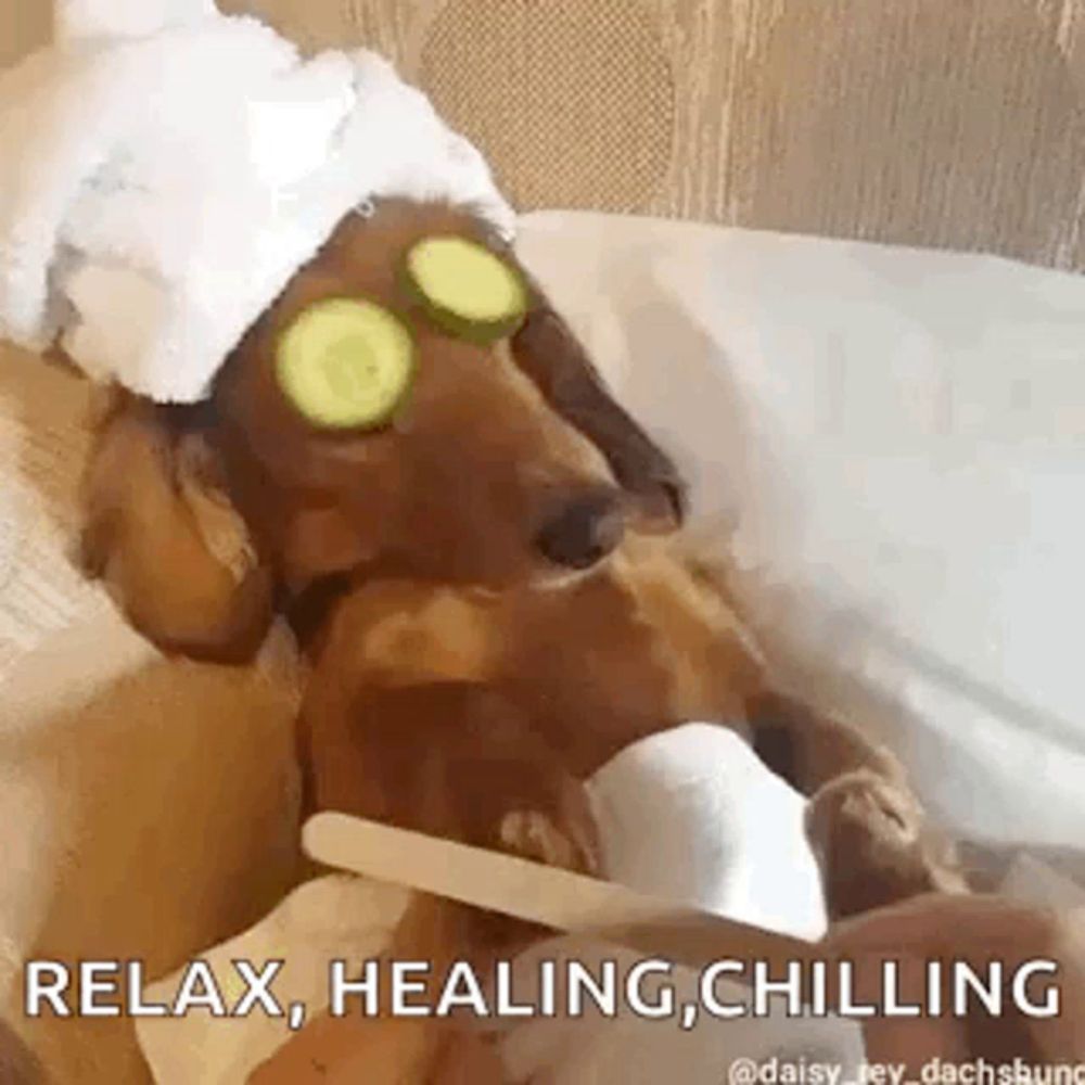 a dachshund with cucumber slices on its eyes is laying on a bed .