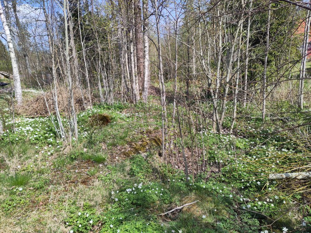 picture of a wild garden with large trees, and shite flowers scattered along the ground