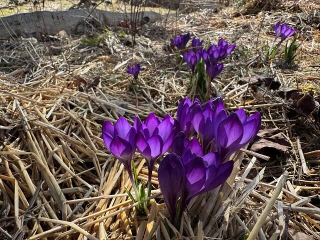collections of purple crocus flowers in a bed covered with winter hay protection