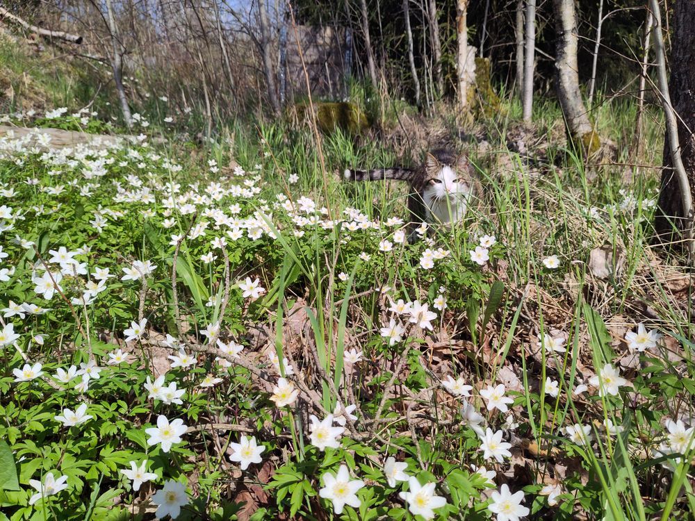 picture close to the ground of a tabby cat walking towards the camera I. a field of white flowers