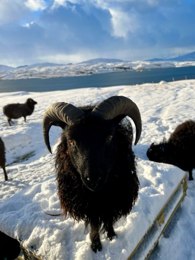 Little black ram standing on a snowy wooden pallet with water and snowy hills in the background