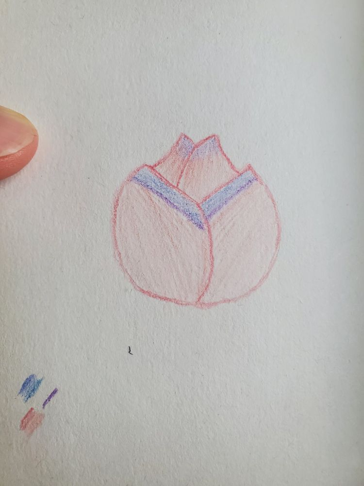 A drawn, tulip or rose like flower or a flower bulb. Its tips are blue and purple that fade into red