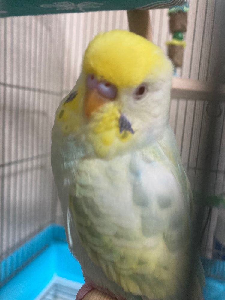 飼育しているセキセイインコの写真です
