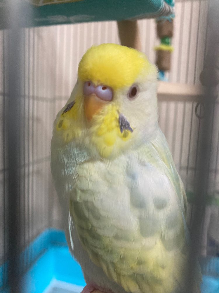 飼育しているセキセイインコの写真です
一枚目と同じ画角です